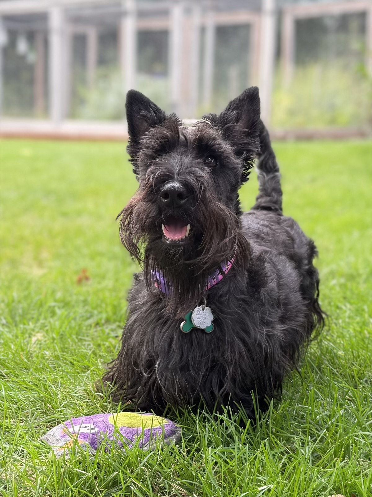 Black terrier playing in the yard during a visit