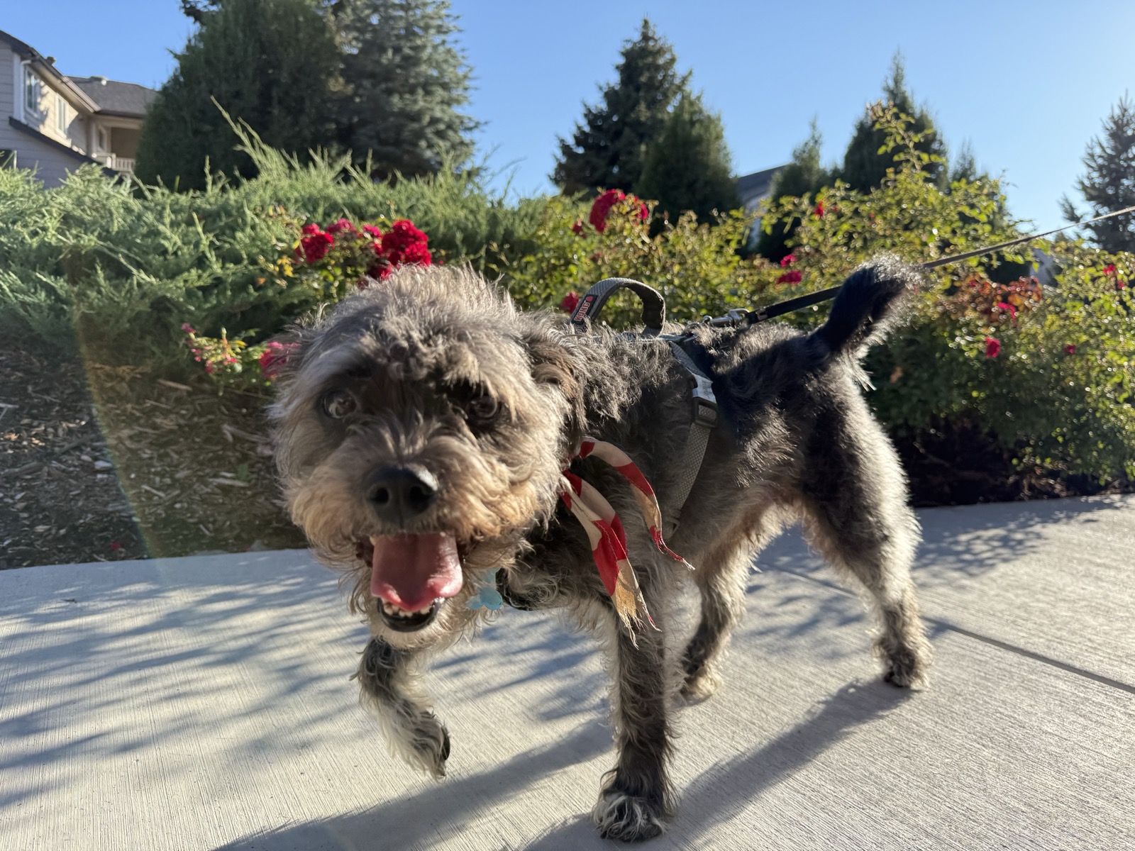 Small dog on a happy neighborhood walk