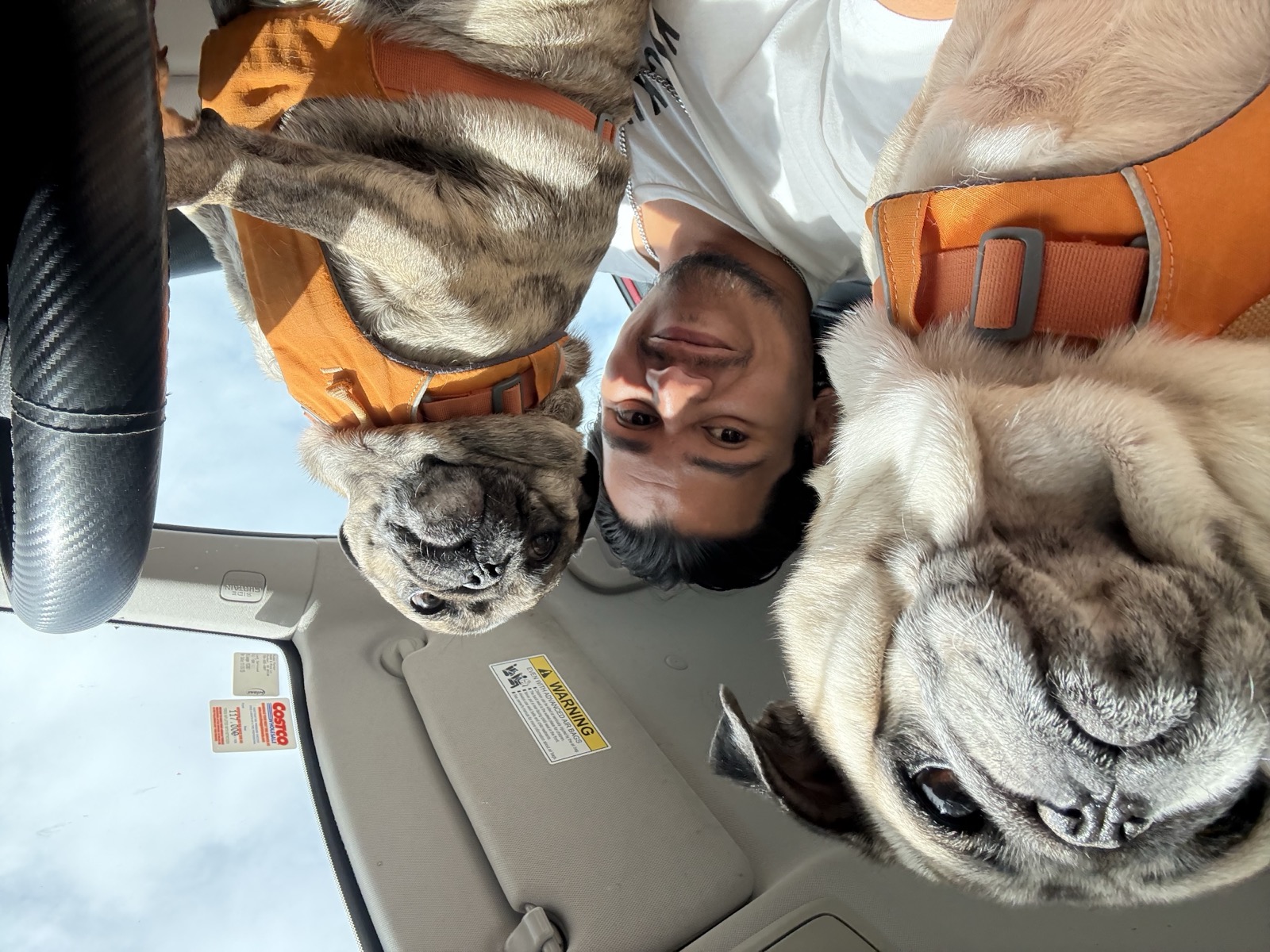 Two pugs ready for a car ride after pet care