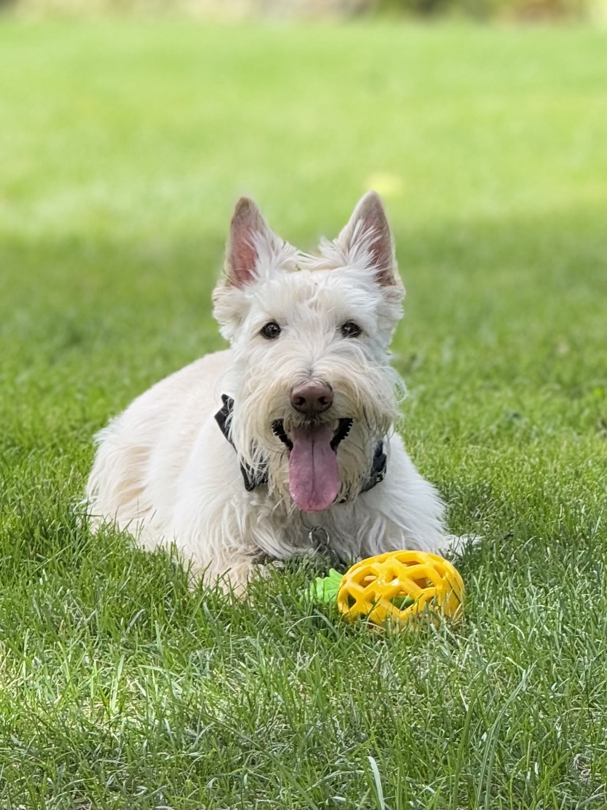 White dog playing in the yard during a visit